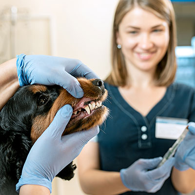 Pacific Veterinarian Hospital Dental Care Services