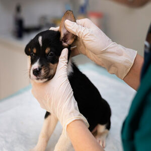 Pacific Veterinarian Hospital Dermatology Services