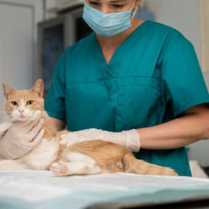 Pacific Veterinarian Hospital Surgery Services