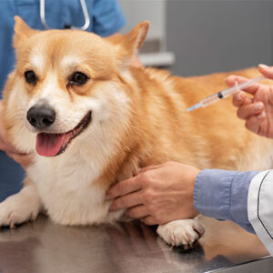 Pacific Veterinarian Hospital Vaccination Services